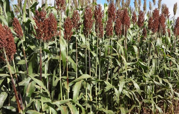 Sorgo KWS